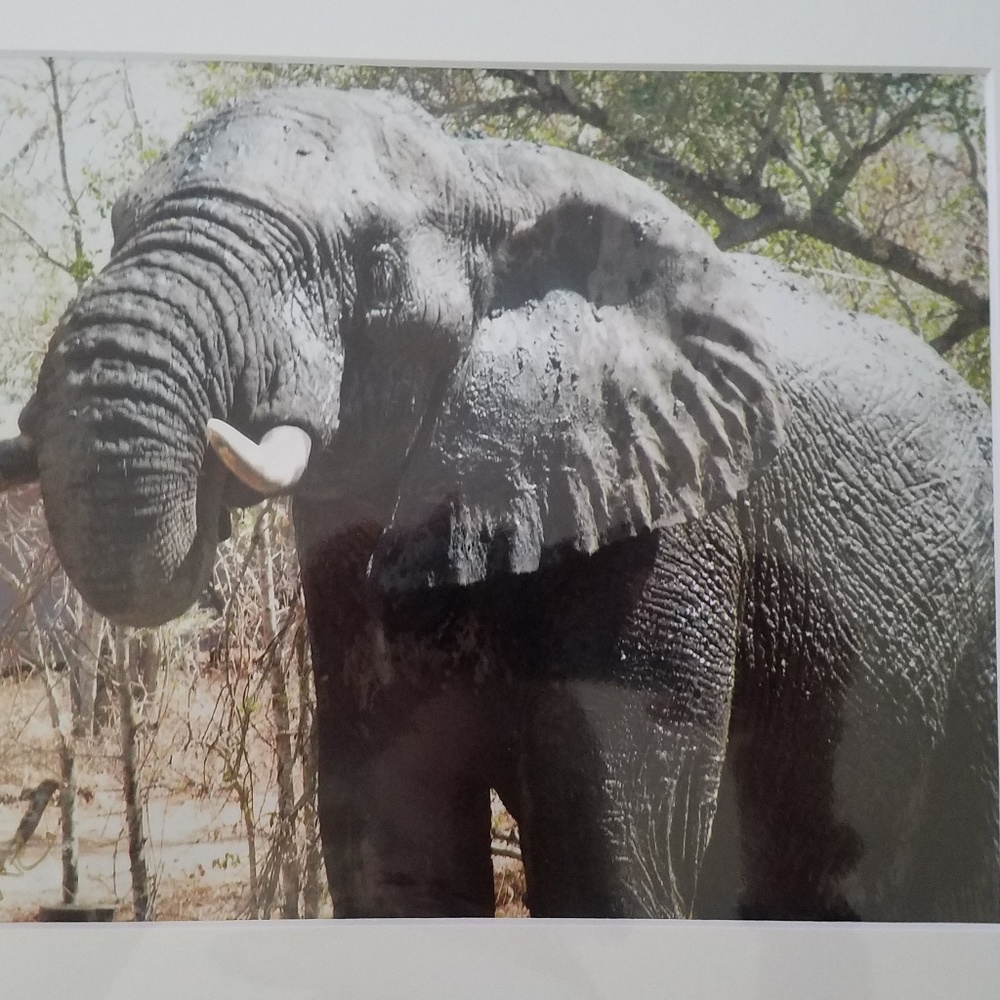 Safari photo elephant